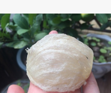 批发天然燕窝正品 5A燕窝天盏 孕妇滋补 马来西亚进口厂家直销图3