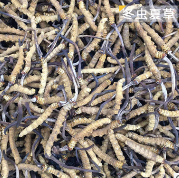 正品滋补品野生冬虫夏草 新鲜虫草低价批发 顺丰包邮一件代发图2