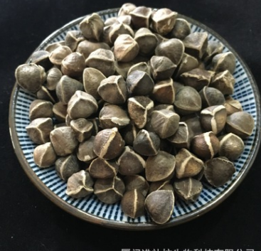 正品辣木籽批发 辣木子精选辣木礼盒装滋补品一件代发诚招代理图3