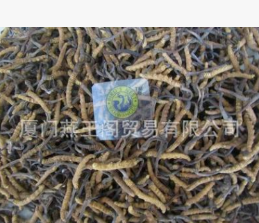 冬虫夏草批发 5条左右1克 新虫草到货 专业批发图1