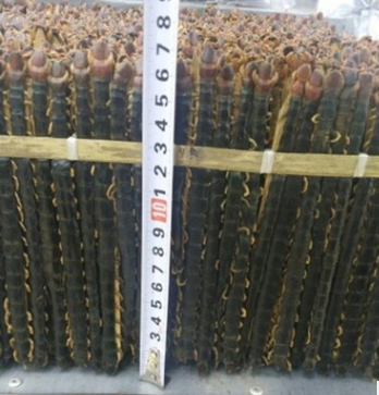 x8干品大蜈蚣 野生干蜈蚣 大条蜈蚣 15公分左右 量大价优图1