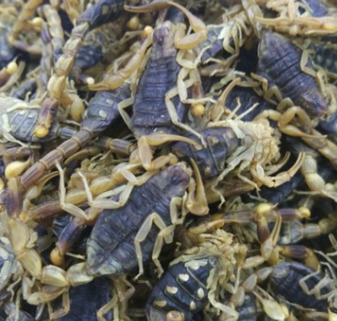 x6中药材优质全蝎 蝎子 全虫 少盐蝎子 药食两用特别好图1
