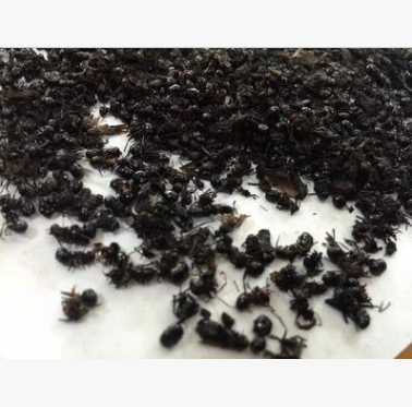 x44批发东北长白山黑蚂蚁 贵州拟黑多刺蚂蚁/蚂蚁粉图2