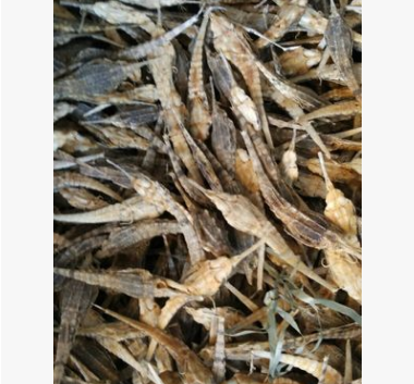 x15海燕 中药材 泡酒料海麻雀 清水海燕 按方抓药 药店供货图2