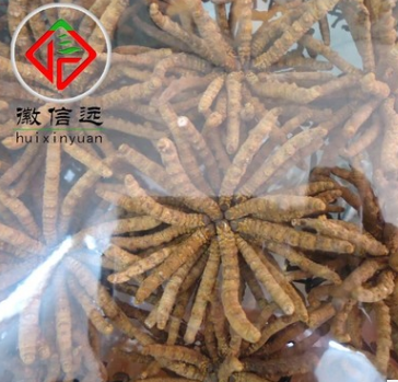 信远中药材 品质保证 精选优质冬虫夏草 3500条图2