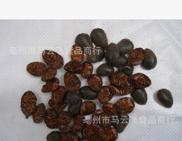 养殖场专供中药材 选装土元土鳖虫 提供虫卵 回收土元图2