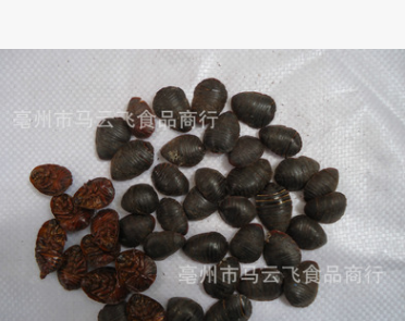 养殖场专供中药材 选装土元土鳖虫 提供虫卵 回收土元图3