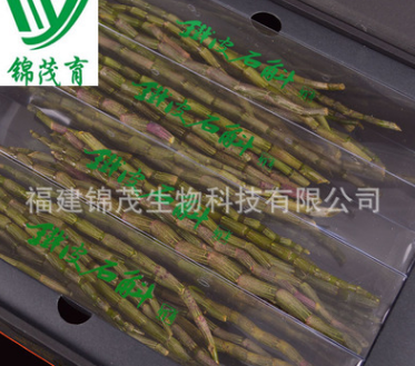 厂家直销 锦茂育YX-03 正品铁皮石斛鲜条 南靖铁皮石斛鲜条图1