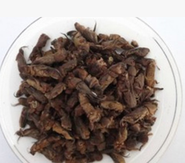 蝼蛄中药材 土狗 虫子药材图2