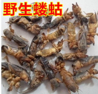蝼蛄中药材 土狗 虫子药材图3