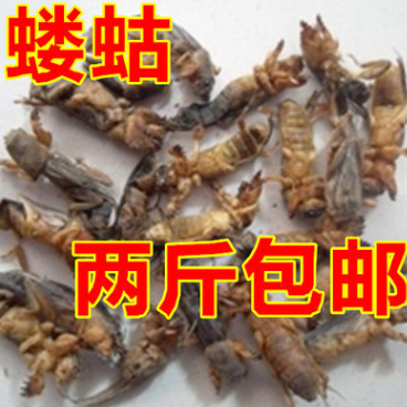 蝼蛄中药材 土狗 虫子药材图1