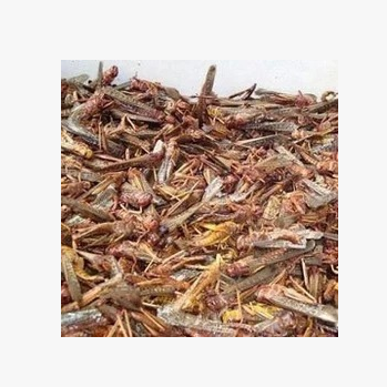 中药材蝗虫 蚂蚱 蚱蜢 昆虫批发 五谷虫 蝗虫粉 鸟食图2