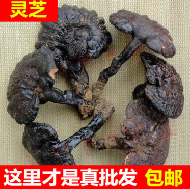 灵芝 低至50一斤 各种规格纯天然野生批发 赤灵芝 批发包邮图1