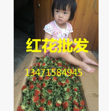 红花 草红花 红花 8图1