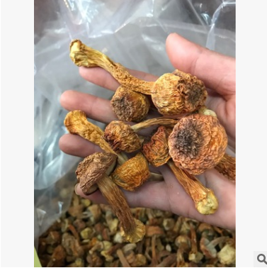 姬松茸松茸菌巴氏松茸巴西蘑菇产地直销批发零售量大从优图1