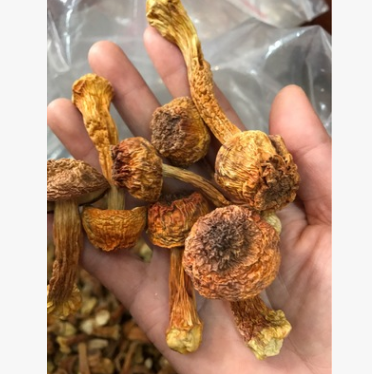 姬松茸松茸菌巴氏松茸巴西蘑菇产地直销批发零售量大从优图3