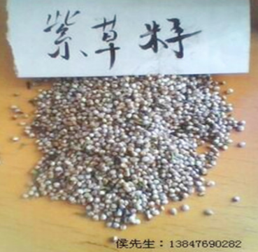 产地供应：优质紫草种子图1