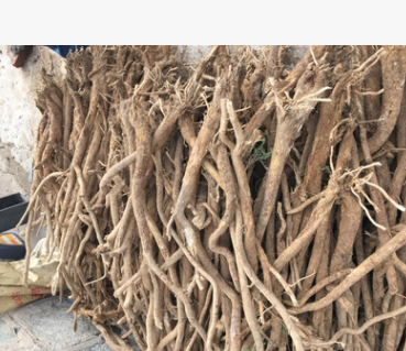 黄芪 药材 草药 中药 中草药材 内蒙古 赤峰 批发图1