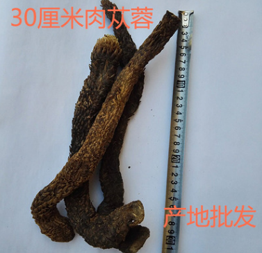 阿拉善肉苁蓉30cm1000G产地批发 大芸中草药材配药抓药配售锁阳