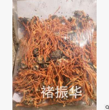 蛹虫草菌丝体纯蚕蛹虫草活体接种250克包邮 蚕蛹粉