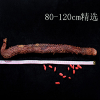 阿拉善肉苁蓉 特级 仅限10根 80-100 cm