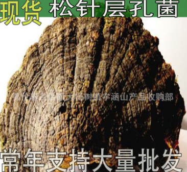 大兴安岭 野生灵芝 松针层孔菌 松针桑黄 超低价批发 养生药材图1