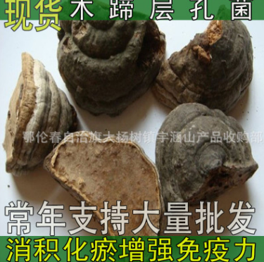 大量供应批发 木蹄层孔菌 木蹄灵芝图1