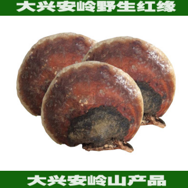 大量供应大兴安岭野生 松生拟层孔菌，红缘层孔菌，无柄赤芝。图1