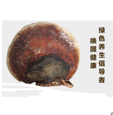 大量供应大兴安岭野生 松生拟层孔菌，红缘层孔菌，无柄赤芝。图3