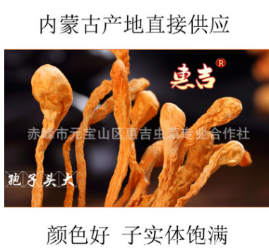 【北虫草】优质孢子头北虫草基地直销 食用养生新鲜北虫草批发图1