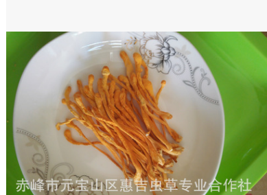 产地供应优质新鲜名贵养生煲汤食材 特级北冬虫夏草蛹虫草虫草花图1