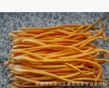【特级虫草花】食用菌批发 内蒙古产地供应 一级鲜虫草花 2.5千克图1