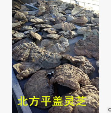 批发野生灵芝 内蒙古大兴安岭 野生北方平盖灵芝图1