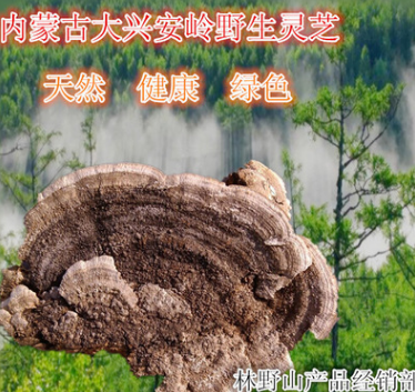 批发野生灵芝 内蒙古大兴安岭 野生东方栓菌 产地直销图3