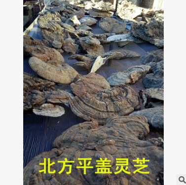 批发野生灵芝 内蒙古大兴安岭 野生东方栓菌 产地直销图2