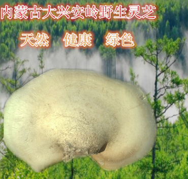 批发野生灵芝 内蒙古大兴安岭 野生白灵芝 产地直销图1
