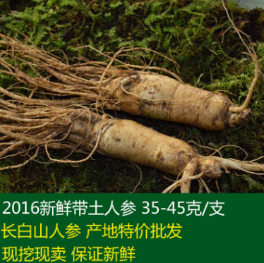 新采挖长白山新鲜带土人参35-45克/支 吉林抚松人参基地批发直销图1