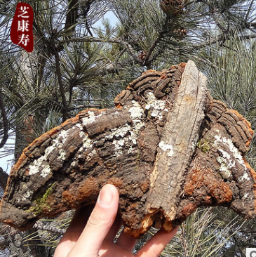 供应长白山野生松针层孔菌灵芝 配玛卡适合松树桑黄滋补品批发图2