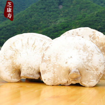 灵芝 批发 野生白灵芝 白芝 长白山玉芝满包邮混批 配肉苁蓉适合图1