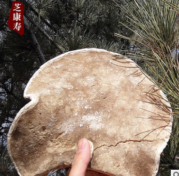灵芝 批发 野生白灵芝 白芝 长白山玉芝满包邮混批 配肉苁蓉适合图2
