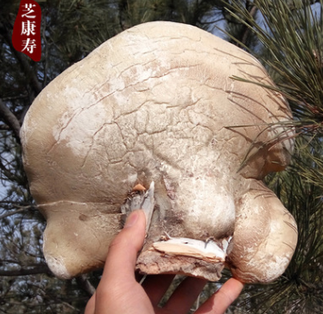 灵芝 批发 野生白灵芝 白芝 长白山玉芝满包邮混批 配肉苁蓉适合图3