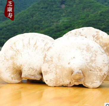 供应长白山纯野生灵芝 野生白灵芝白芝 原始产地批发 可混批图2