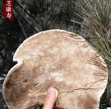 供应长白山纯野生灵芝 野生白灵芝白芝 原始产地批发 可混批图3