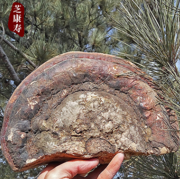 供应长白山灵芝 红缘层孔菌 野生无柄赤芝整枝批发图1