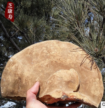 供应长白山灵芝 红缘层孔菌 野生无柄赤芝整枝批发图3