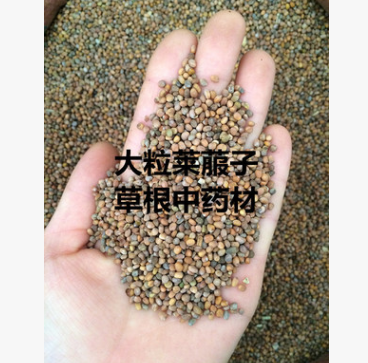 批发中药材 莱菔子消食除胀图3