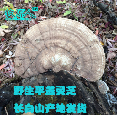 东北野生树舌灵芝 扁灵芝 树舌 平盖灵芝 老牛肝 可做工艺品图1