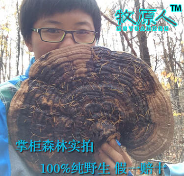 东北野生树舌灵芝 扁灵芝 树舌 平盖灵芝 老牛肝 可做工艺品图3