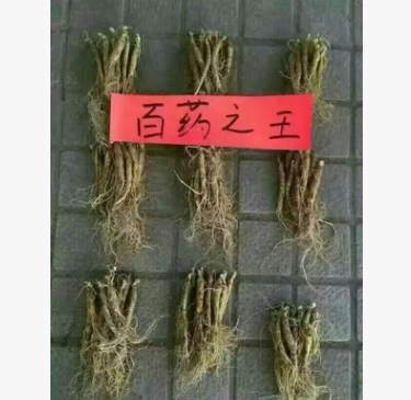 批发酒瓶参 长白山鲜人参 小白人参 现挖人参 煲汤泡酒图2