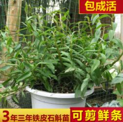 三年苗铁皮石斛盆栽 铁皮石斛盆栽石斛盆景种苗图3